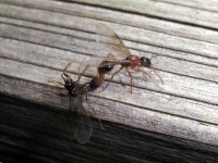 Myrmica ruginodis Paarung b 18082005 3148.jpg