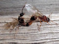 Myrmica ruginodis Paarung b 18082005 3146.jpg