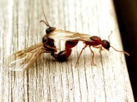 Man beachte den nach oben weggeklappten Stachel der Königin