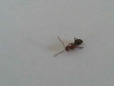 eine der Arbeiterinnen ca. 5 mm groß