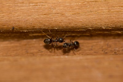 Macro Ameise 1