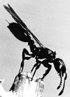 Abb. 1. Leptothorax (= Doronomyrmex) pacis - Jungweibchen beim Locksterzeln. An der Spitze des gerade ausgefahrenen Stachels wird ein Sexualpheromon (es stammt aus der Giftdrüse) verdunstet, das Männchen anlockt.
<br />(Anklicken bringt hier keine weitere Verg