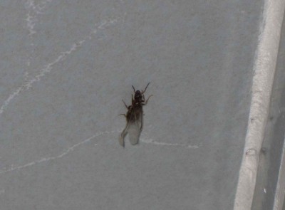 Weibchen