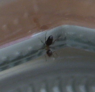 Camera Juli 2011 020.JPG