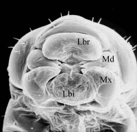 Leptothorax acervorum, Larve des 4. Stadiums, Kopf  und Mundwerkzeuge.
<br />Lbr: Labrum = Oberlippe (ist kein Abkömmling einer Extremität)
<br />Md: Mandibel = Oberkiefer (erstes Paar der Mundwerkzeuge, Extremitäten des 4. Kopfsegments; man beachte die Zähnchen)
<br />