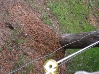 Nest 2.JPG