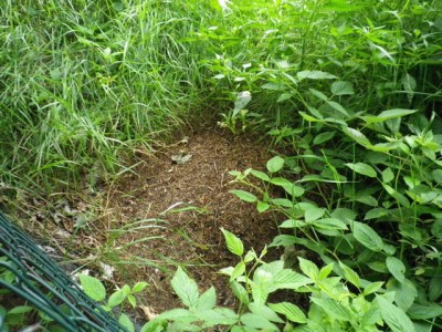 Nest 3.JPG